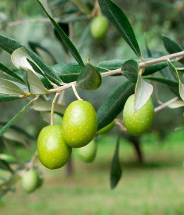 Τεχνολογία Επεξεργασίας Ελιάς